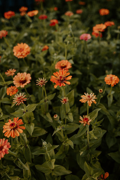 Dahlia Ring 2.0